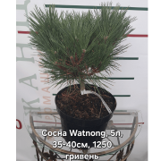 Сосна густоквіткова "Watnong" (Ватнонг)